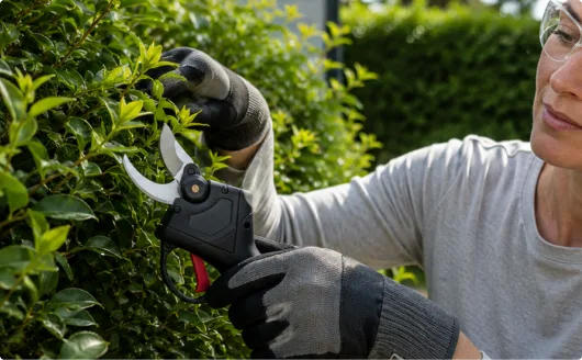 Shaping an overgrown shrub